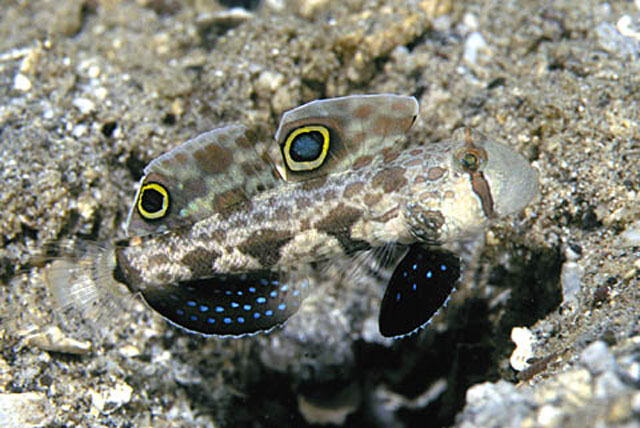 Signigobius biocellatus