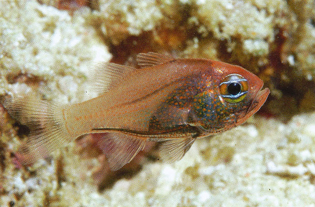 Siphamia cyanophthalma