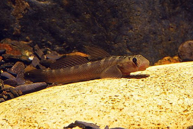 Sicyopterus japonicus