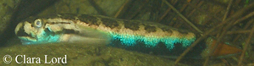 Sicyopterus lagocephalus