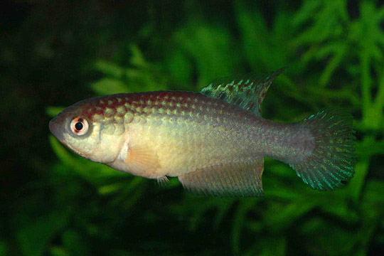 Simpsonichthys rosaceus