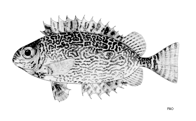 Siganus spinus