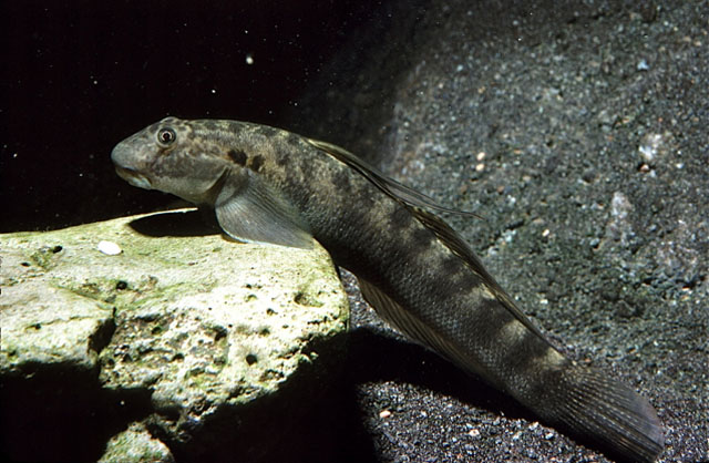 Sicyopterus stimpsoni