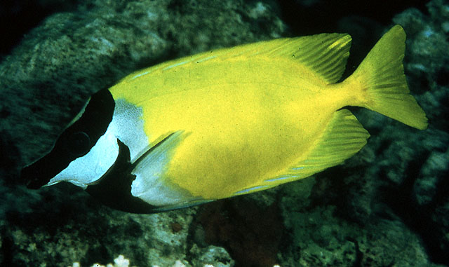 Siganus vulpinus