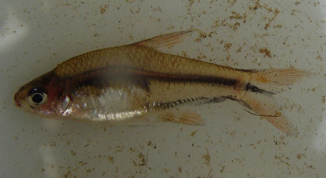 Spintherobolus ankoseion