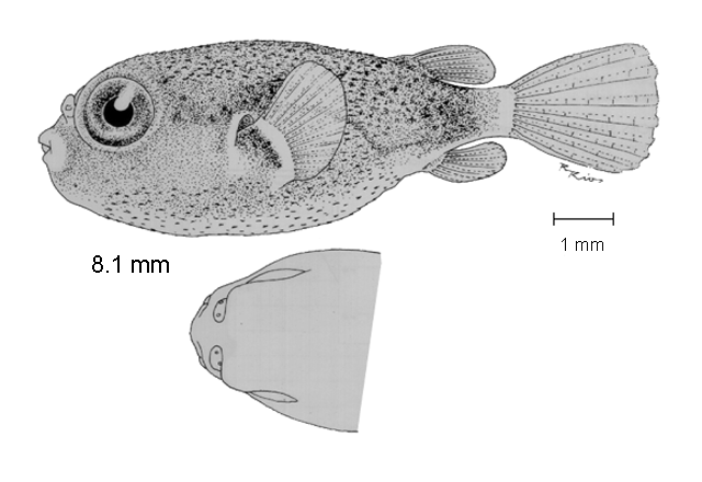 Sphoeroides annulatus