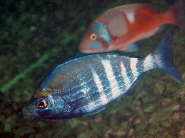 Spondyliosoma emarginatum