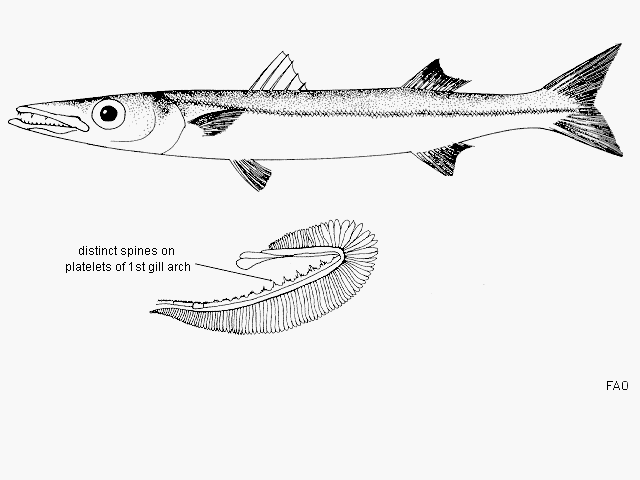 Sphyraena forsteri