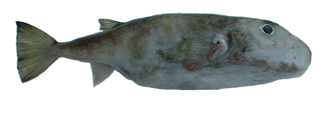 Sphoeroides pachygaster