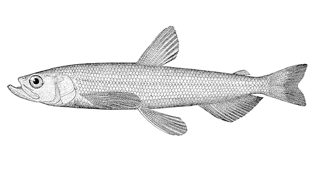 Spirinchus thaleichthys