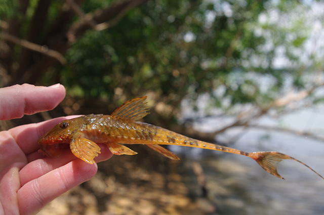 Spatuloricaria tuira