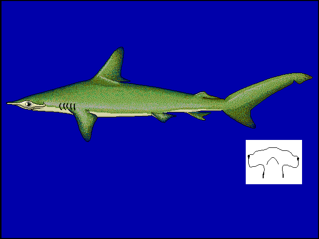 Sphyrna zygaena