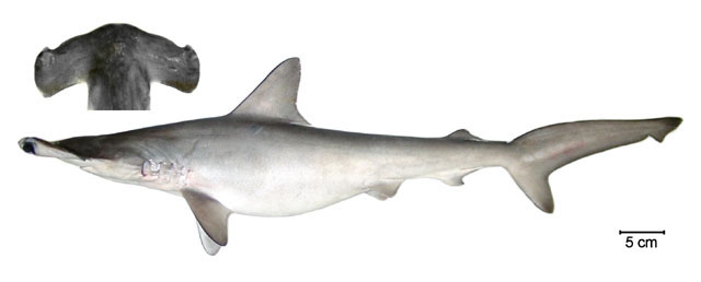 Sphyrna zygaena