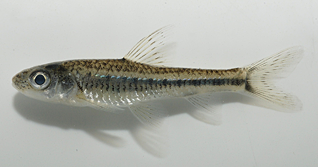 Squalidus banarescui