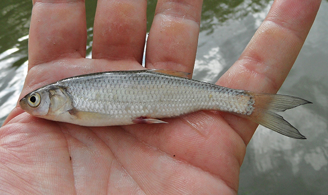 Squalius laietanus