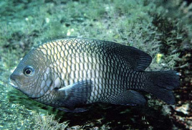 Stegastes acapulcoensis