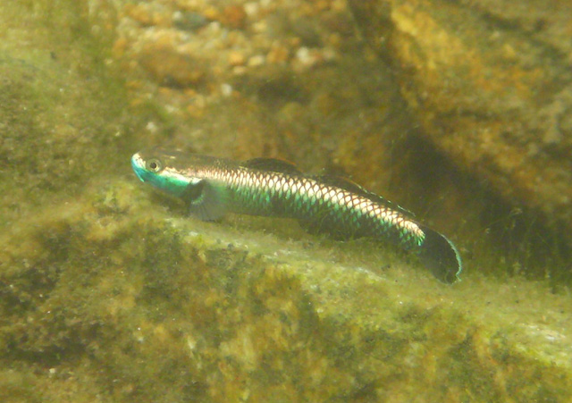 Stiphodon atropurpureus