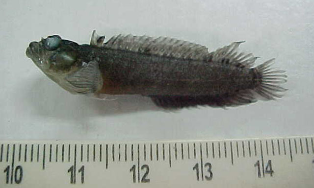 Starksia brasiliensis