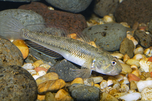 Stenogobius hawaiiensis