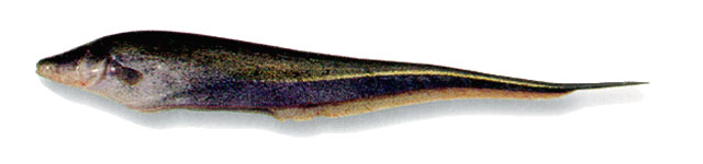 Sternopygus macrurus