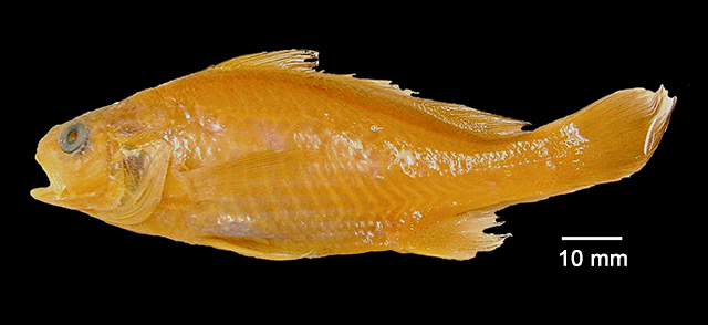 Stellifer macallisteri