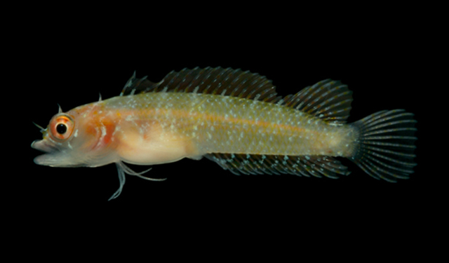 Starksia multilepis