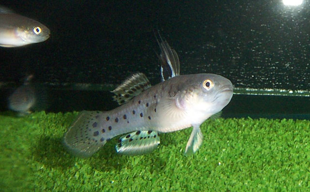 Stigmatogobius pleurostigma