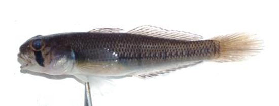 Stenogobius polyzona