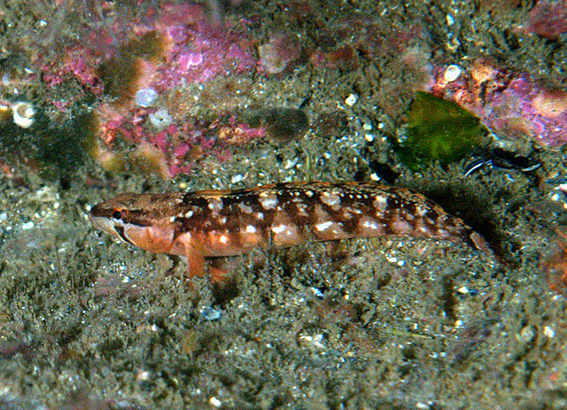 Stichaeus punctatus