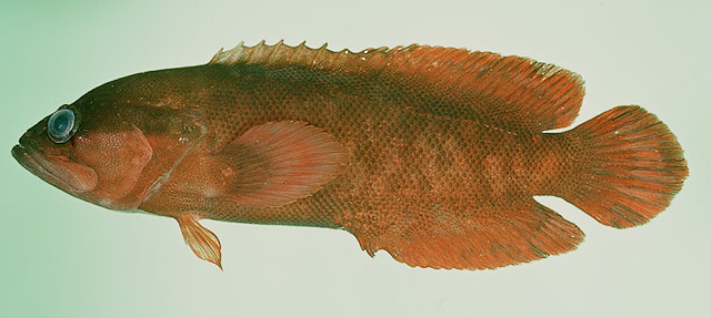 Suttonia lineata