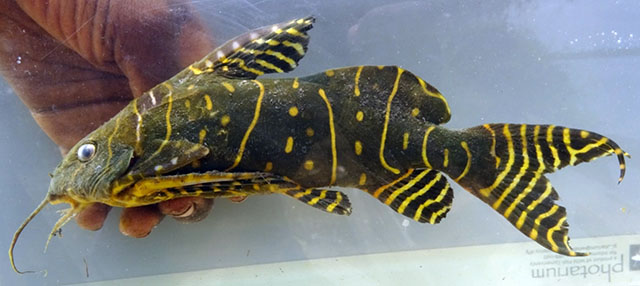 Synodontis angelicus