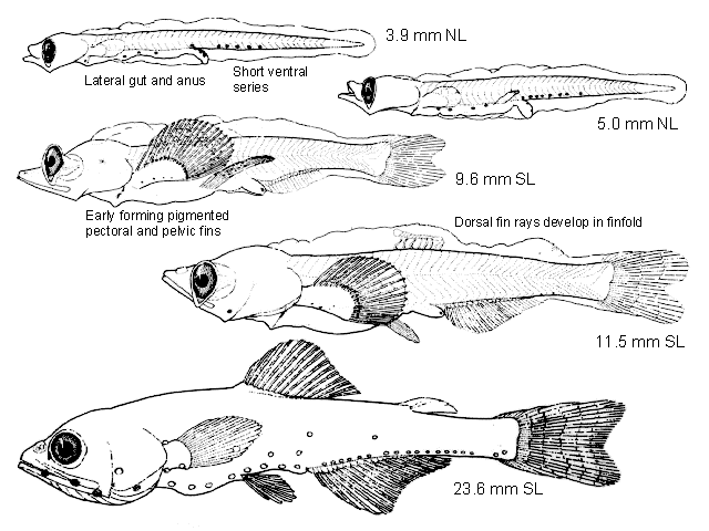 Symbolophorus californiensis