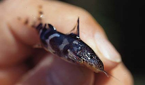 Synodontis camelopardalis