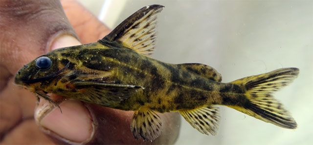 Synodontis denticulatus