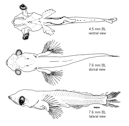 Symbolophorus evermanni