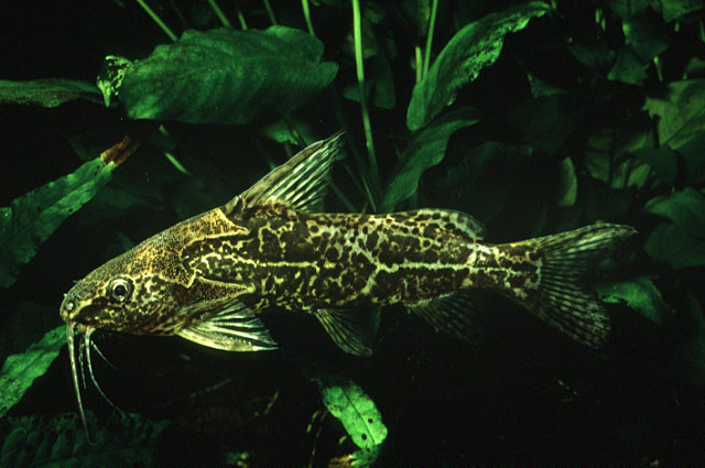 Synodontis fuelleborni