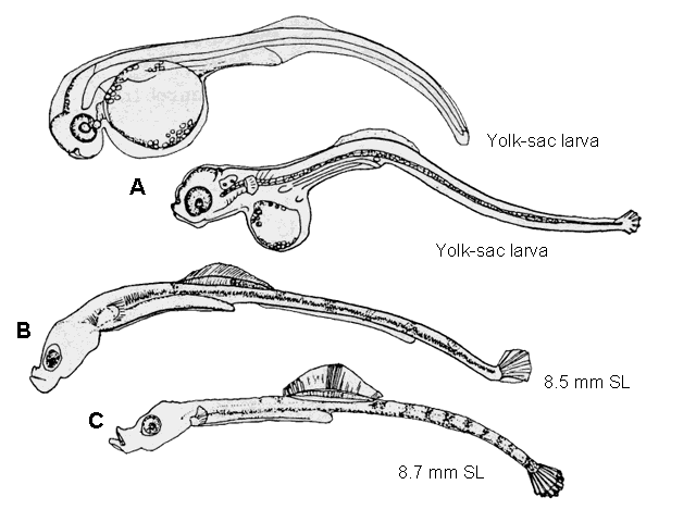 Syngnathus fuscus