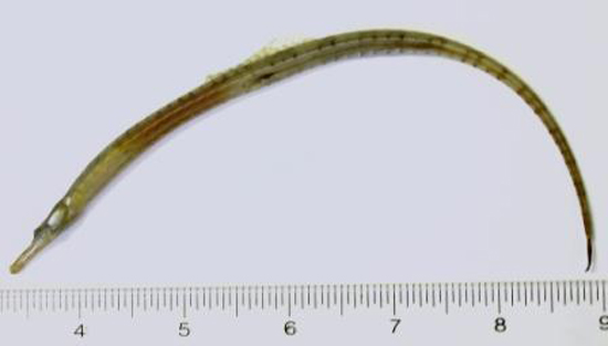 Syngnathus fuscus