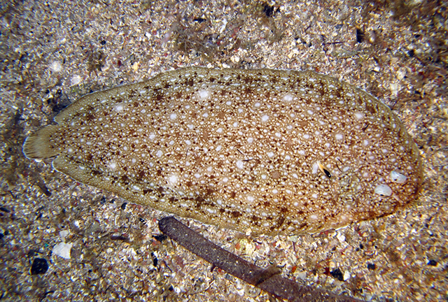 Synapturichthys kleinii