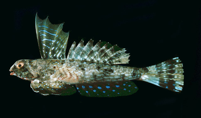 Synchiropus lineolatus