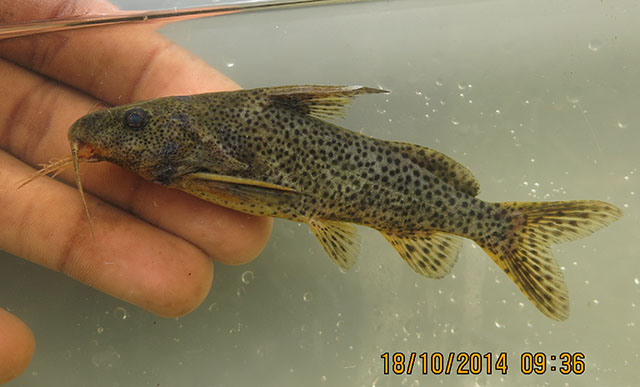 Synodontis lufirae