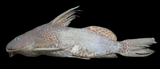 Synodontis nigromaculatus