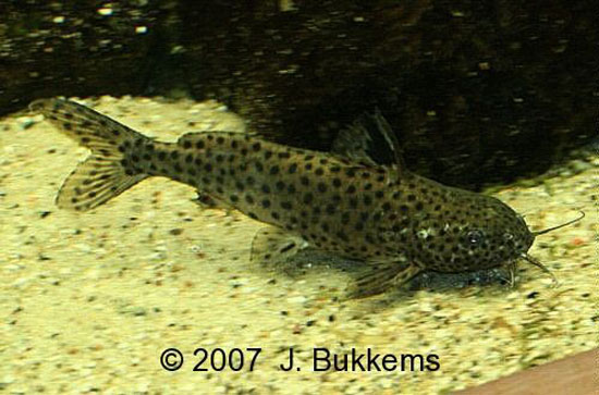 Synodontis njassae