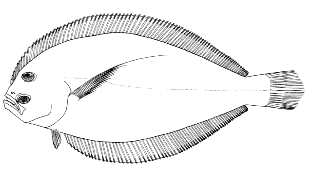 Syacium papillosum