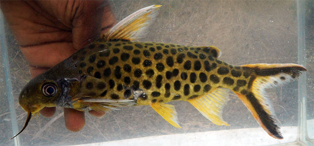 Synodontis pleurops