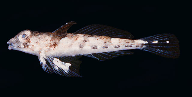 Synchiropus randalli