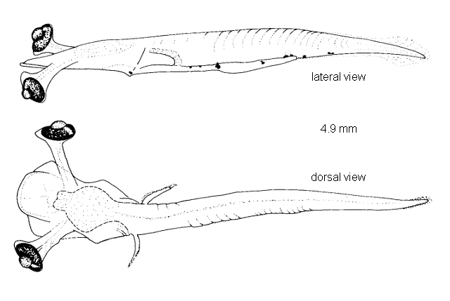 Symbolophorus rufinus