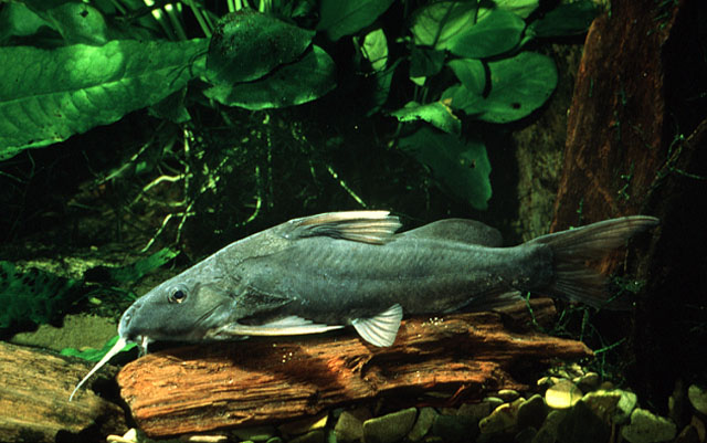 Synodontis rukwaensis