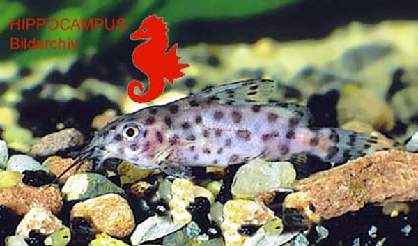 Synodontis velifer