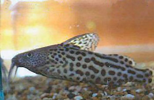 Synodontis waterloti